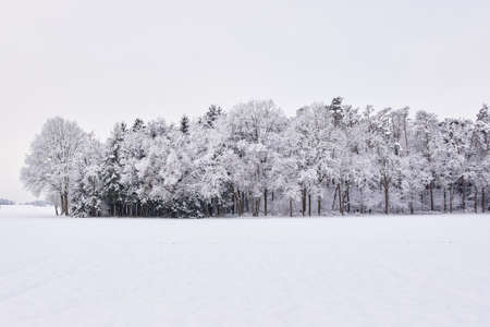 Beautiful Winter landscape, Trees and field covered with snow