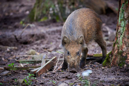 Wild boar piglet in natural habitat ( Sus Scrofa )の写真素材