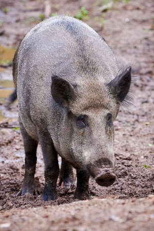 Wild boar in natural habitat ( Sus Scrofa )の写真素材