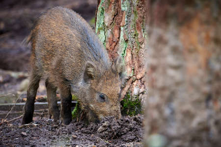 Wild boar piglet in natural habitat ( Sus Scrofa )