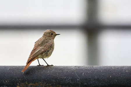 Black redstart juvenile bird (Phoenicurus ochruros)