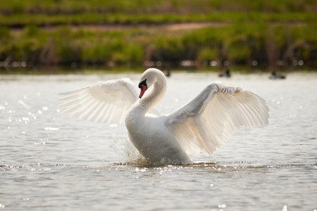 Mute swan flapping wings (Cygnus olor). Bird flapping wingsの写真素材