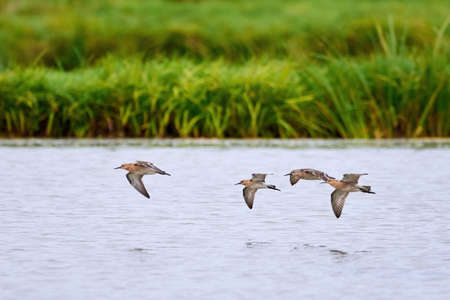 Birds in flight above the waterの写真素材