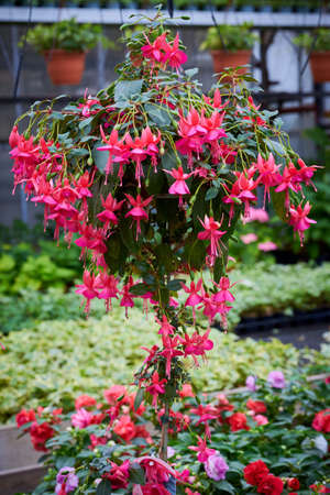 Beautiful Fuchsia flowering plant close-upの写真素材