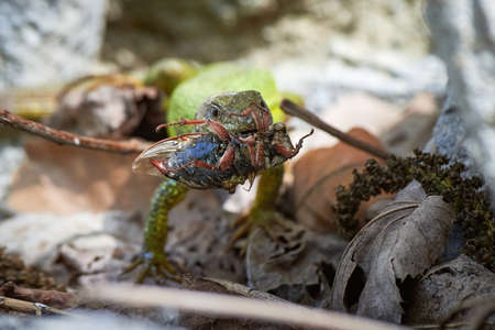 European green lizard (Lacerta viridis) feeding with a Cockchafer beetle (Melolontha melolontha)の写真素材