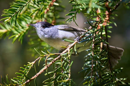 Eurasian blackcap male close-up (Sylvia atricapilla)