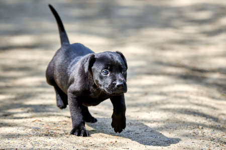 Cane Corso Beautiful Puppy. Italian breed Cane Corso dogの写真素材