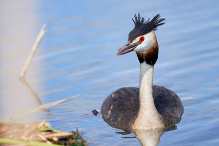 Great crested grebe bird near the nest( Podiceps cristatus )