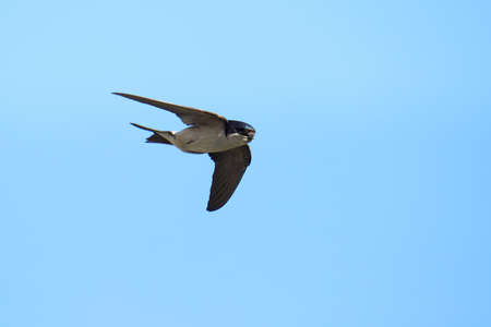 Common house martin bird in flight (Delichon urbicum)の写真素材