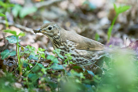 Song thrush bird searching for insects  ( Turdus Philomelos )