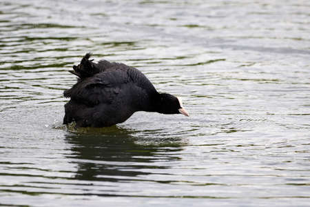 Eurasian Coot bird splashing water ( Fulica Atra ).