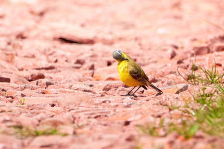 Western Yellow Wagtail bird preening feathers (Motacilla flava)の写真素材