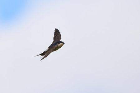 Common house martin bird in flight (Delichon urbicum)の写真素材