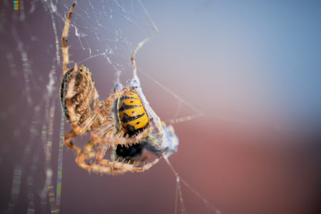 European garden spider with wasps in the web (Araneus diadematus). Female spider and her preyの写真素材