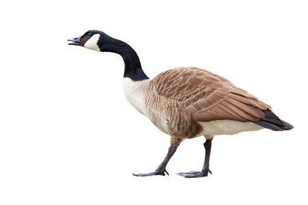 Canada Goose isolated ( Branta Canadensis )の写真素材