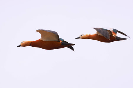 Ruddy shelduck in flight (Tadorna ferruginea). Beautiful bird in flight