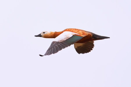 Ruddy shelduck in flight (Tadorna ferruginea). Beautiful bird in flight