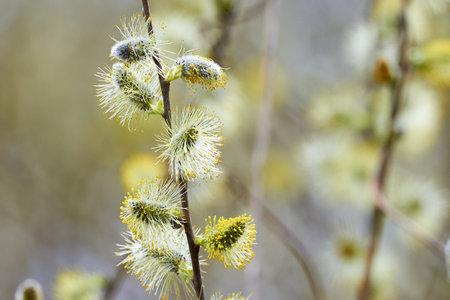 Salix caprea, Goat willow, Pussy willow or Great Sallowの写真素材