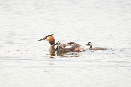 Great crested grebe bird with chicks ( Podiceps cristatus ).