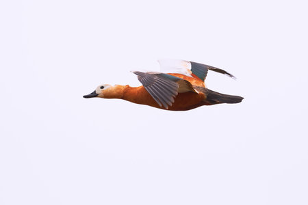 Ruddy shelduck in flight (Tadorna ferruginea). Beautiful bird in flightの写真素材