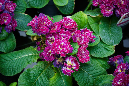 Colourful Primrose flowers .(Primula vulgaris)