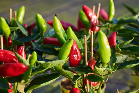 Bell Peppers also know as paprika, sweet pepper or capsicumの写真素材