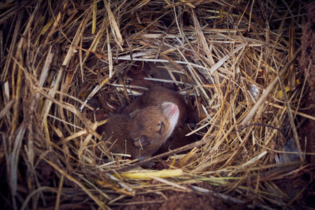 Baby mice sleeping in nest in funny position (Mus musculus)の写真素材