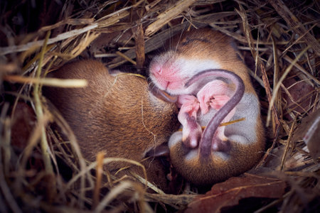 Baby mice sleeping in nest in funny position (Mus musculus)の写真素材