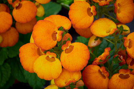 Beautiful Calceolaria flower also called lady's purse, slipper flower and pocketbook flowerの写真素材