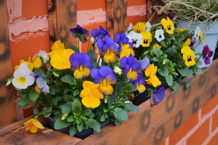 Viola Cornuta flowers. Horned Pansy or Horned Violetの写真素材