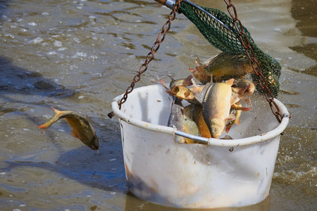 Fresh Carp fishes in a bucketの写真素材