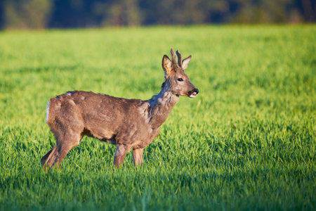 Roe deer male running on field ( Capreolus capreolus ). European roeの写真素材