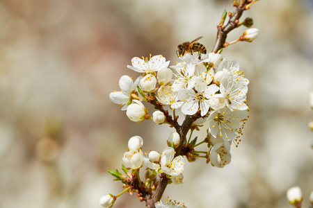 Bee collecting nectar from Cherry blossomの写真素材