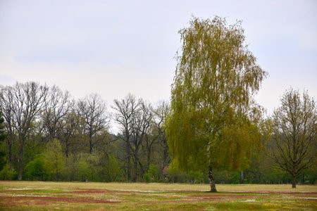 Hainberg, a nature reserve in spring season in Nuremberg, Germanyの写真素材