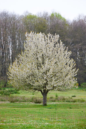 Hainberg, a nature reserve in spring season in Nuremberg, Germanyの写真素材