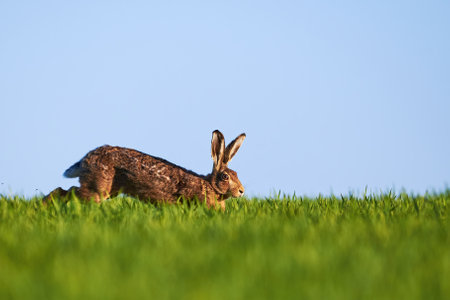 Hare running on meadow (Lepus europaeus)の写真素材