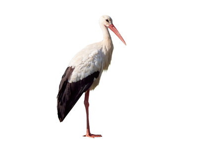 White stork isolated on white background  ( Ciconia ciconia )の写真素材