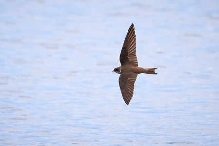 Sand martin in flight above the water (Riparia riparia)の写真素材