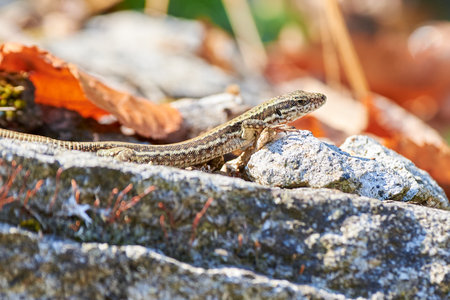 Common wall lizard sunbathing on a rock in the morning (Podarcis Muralis)の写真素材