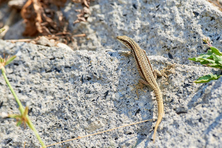 Common wall lizard sunbathing on a rock in the morning (Podarcis Muralis)の写真素材