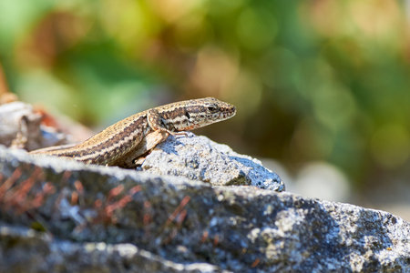 Common wall lizard sunbathing on a rock in the morning (Podarcis Muralis)の写真素材