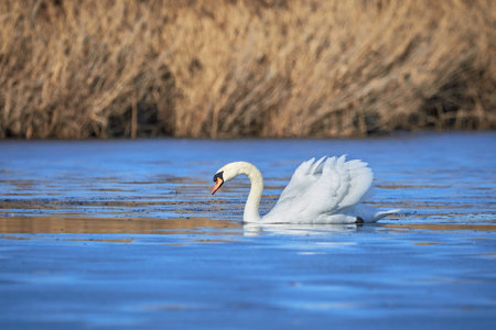 Mute swan swimming in a pond  (Cygnus olor)の写真素材