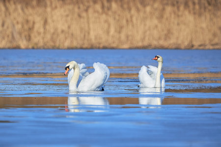 Mute swans swimming in a pond  (Cygnus olor)の写真素材