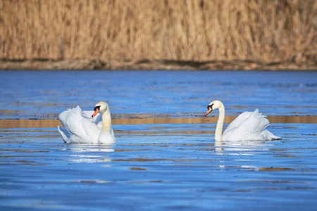 Mute swans swimming in a pond  (Cygnus olor)の写真素材
