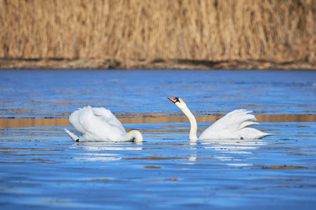 Mute swans swimming in a pond  (Cygnus olor)の写真素材