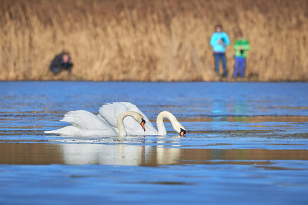 Unidentified people watching Mute swans swimming in a pond  (Cygnus olor)の写真素材