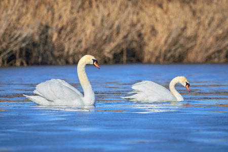 Mute swans swimming in a pond  (Cygnus olor)の写真素材