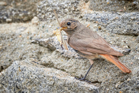 Black redstart female bird with insect for chicks (Phoenicurus ochruros)の写真素材
