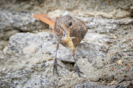 Black redstart female bird with insect for chicks (Phoenicurus ochruros)の写真素材