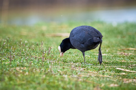 Eurasian Coot on a field ( Fulica Atra ).の写真素材